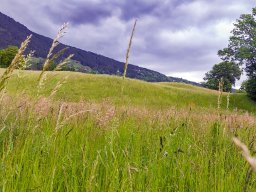 Blumenwiese vor dem Gewitter